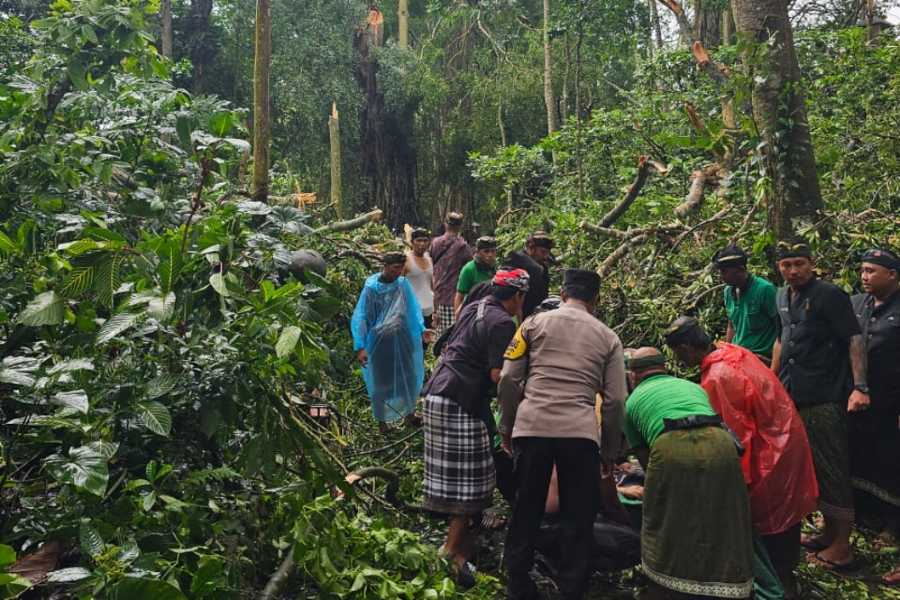 Pohon tumbang telan korban jiwa di Monkey Forest Bali