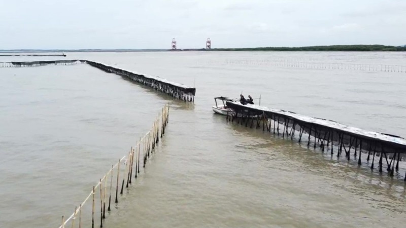 Penampakan pagar laut di Perairan Tangerang, Banten, sebelum dibongkar pada Rabu 22 Januari 2025.