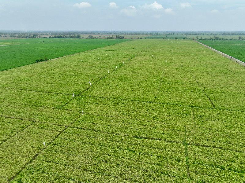 WOW !!! Capaian Signifikan Sektor Pangan Nasional, Andi Amran Sulaiman : Saat ini Stok Kita Hampir 3,4 Juta Ton Hamparan sawah yang di tanamin padi untuk ketahanan pangan nasional.