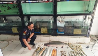 KKP memusnahkan sebanyak 63 ekor ikan predator di salah satu toko ikan hias di Kramat Jati, Jakarta Timur. Foto: Dok/KKP