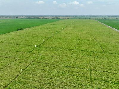 Hamparan sawah yang di tanamin padi untuk ketahanan pangan nasional.
